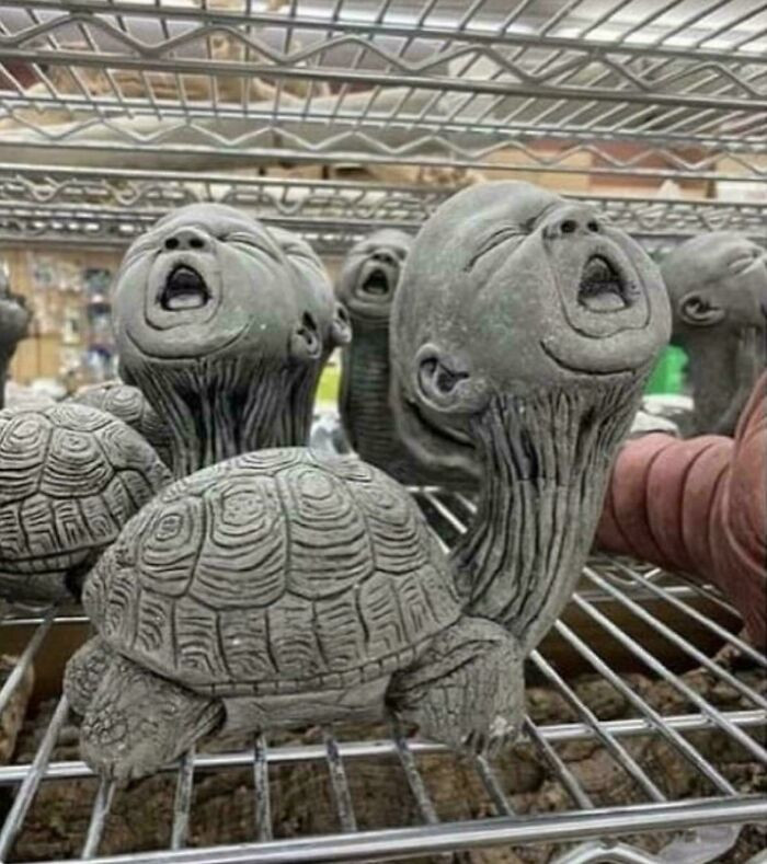 "Baby Turtle Or Turtle Baby?"