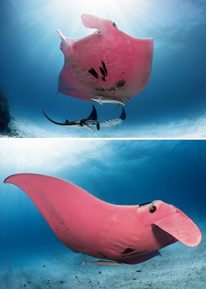 "A Rare Pink Manta Ray"