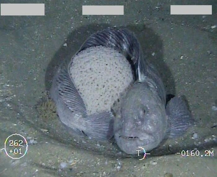 Wolfie And Its Eggs