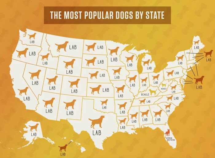21. Most Popular Dogs In Each State