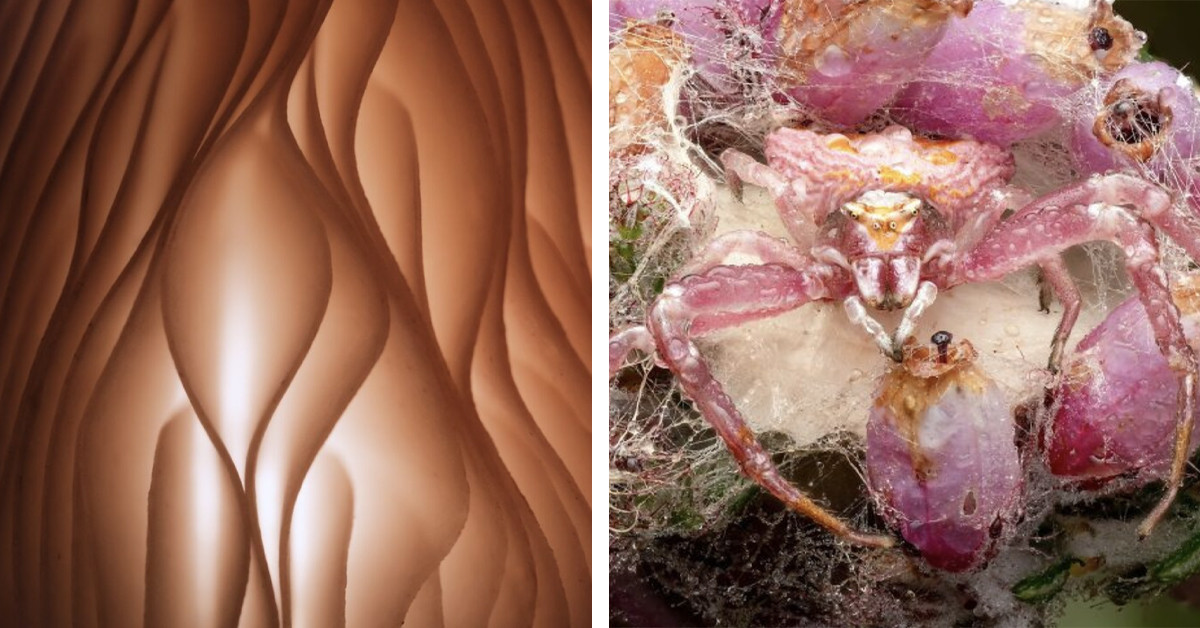 Tiny Subjects Steal Spotlight in Global Photo Contest