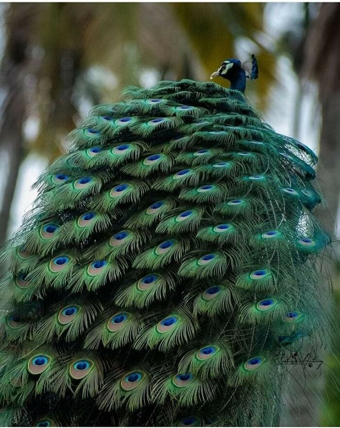 28. This peacock looks like it's wearing a beautiful feather cape.