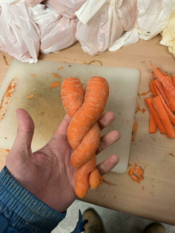 36. These Carrots That Grew Around Each Other At The Farm I Work At
