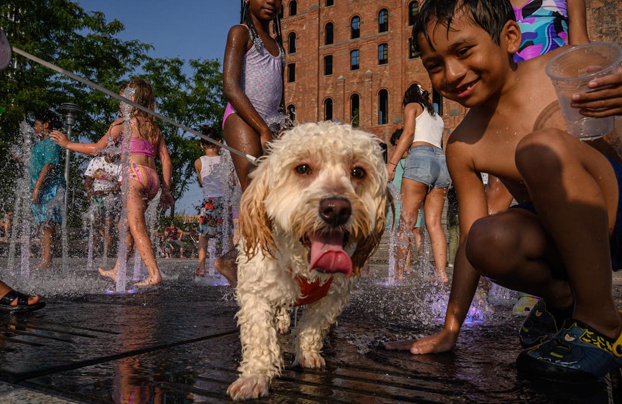 Some mammals sport lush fur coats, while others barely have a hair to speak of.
