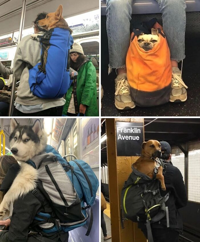 "After Dogs Were Prohibited In New York Subways Unless They Fit In A Bag, Large Dog Owners Quickly Found A Loophole"