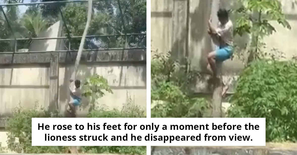 Teen aspiring to work with animals tragically killed by lion in zoo enclosure