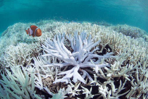 2. Finding Nemo - we are the reason why Nemo and his kind will soon be missing.