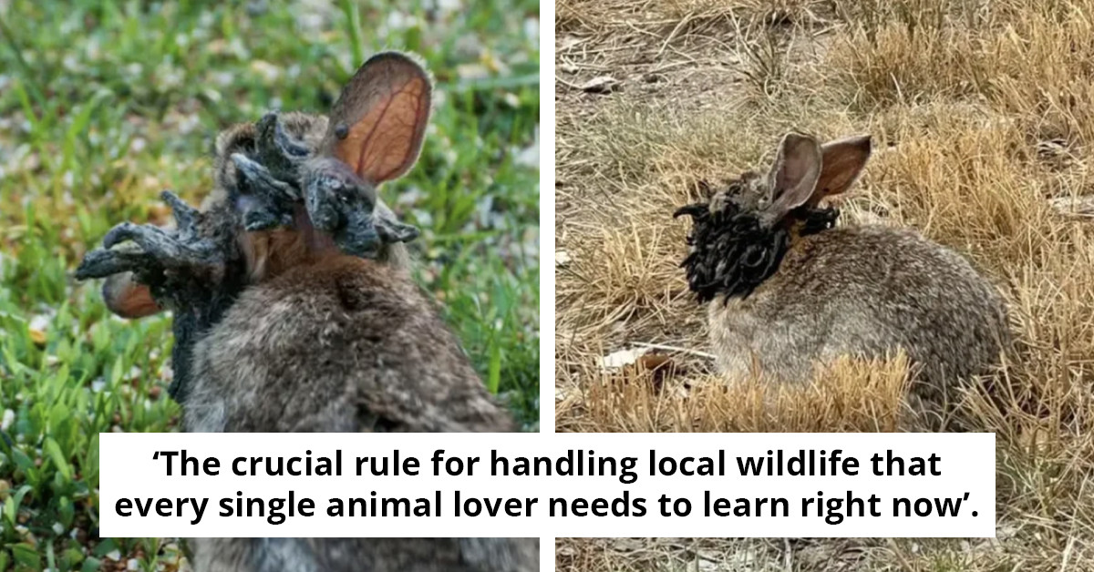 'Frankenstein' Rabbits Are Back and Spreading to New US States