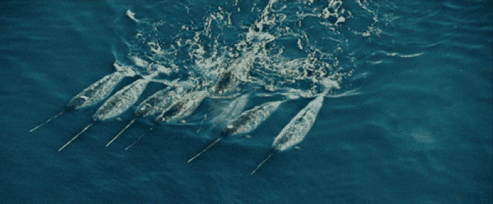 26. Narwhal's Teeth