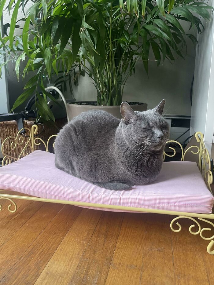 28. Very Happy On Her Throne