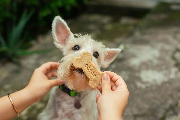 "Put a dog biscuit into the washing machine instead of a detergent pod. I realised before turning it on, so I was able to recover it."
