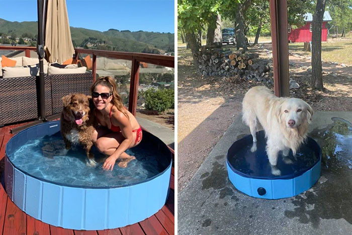 11. Even My Dog Was Disappointed In This Facebook Ad Purchase