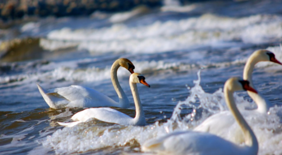 Animals That Mate for Life: A List of the Species With Lifelong Partners