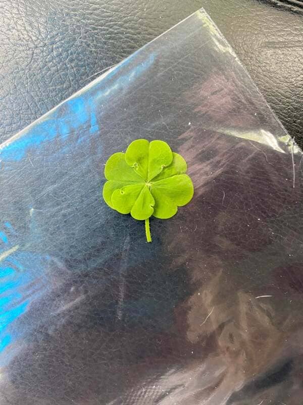21. I found a five-leaf clover!