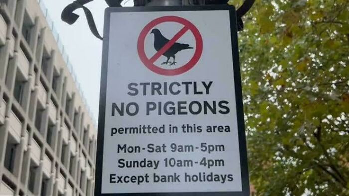 "Poor Pigeons :("