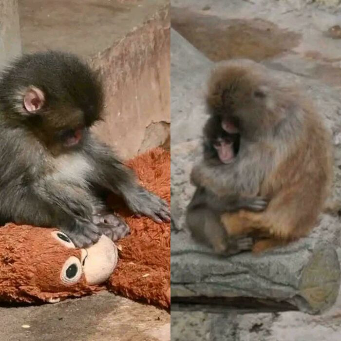 "Punch, The Viral Lonely Monkey, Has Now Been Hugged And Groomed By An Adult Monkey For The First Time. Things Are Looking Better For The Little Guy"