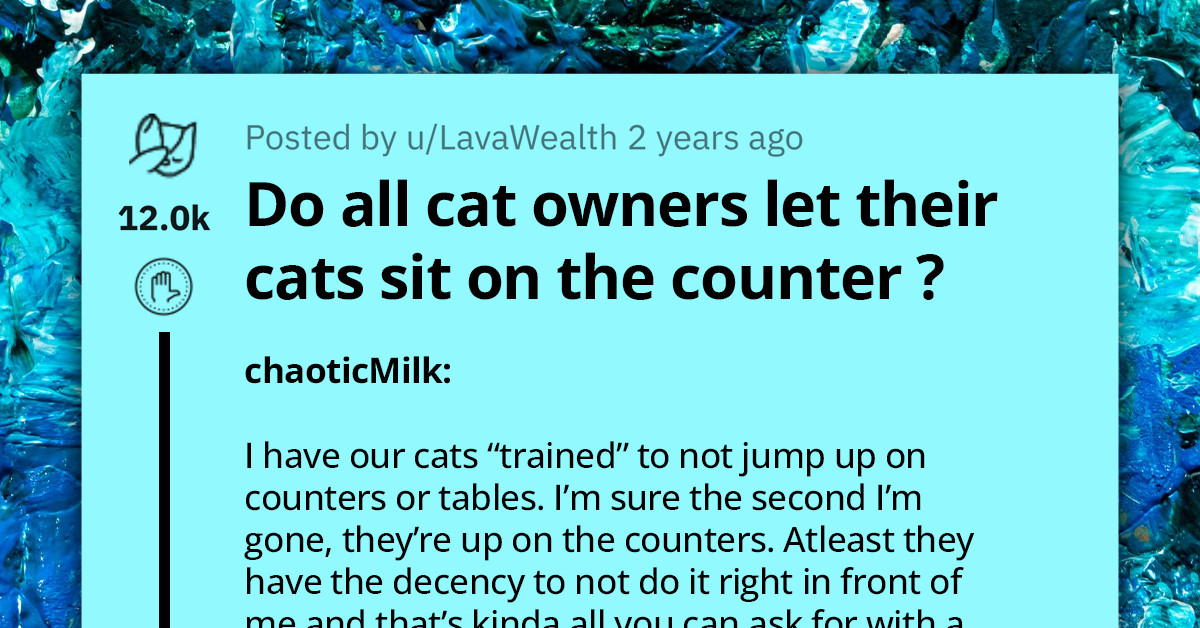 Watch The Epic Moment When Cat Boldly Claims The Kitchen Countertop As Its Throne