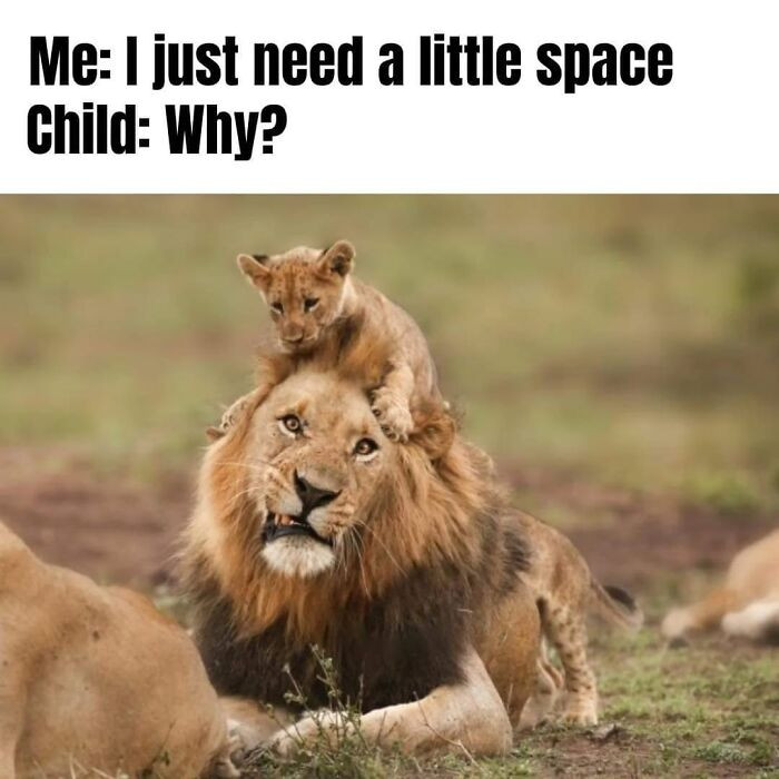 36. “You wanted a cuddle, they heard a lifetime lease.”