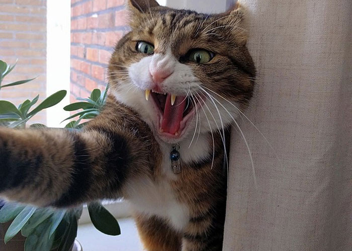 32. Animals don't like them