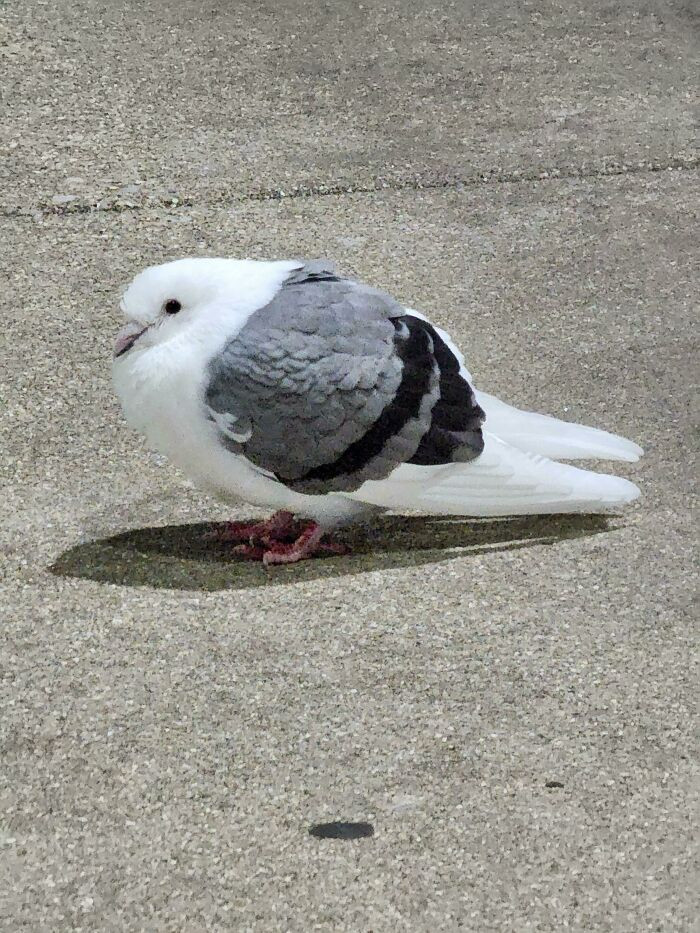 "Shiny Pigeon Has Seagull Coloration"