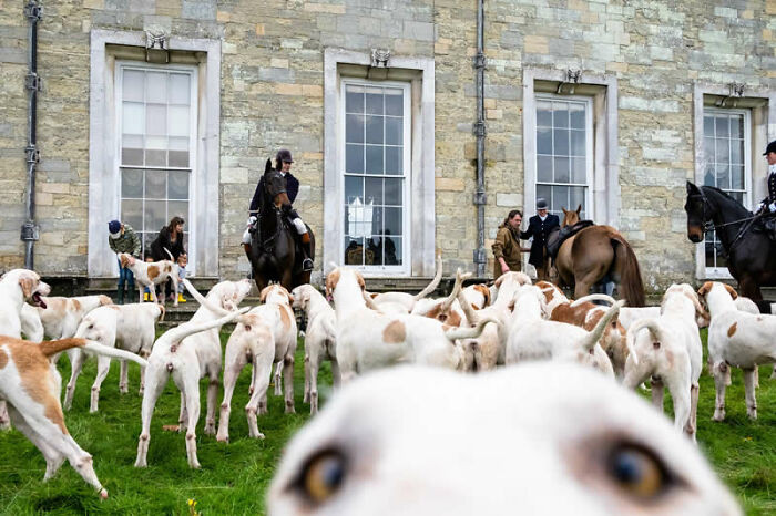 Hounds And Horses By Kuba Abramowicz, Finalist