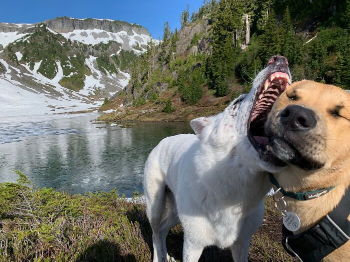 "Can Never Get A Good Pic Of My Hiking Pals Together So This Is The Best I Can Do"