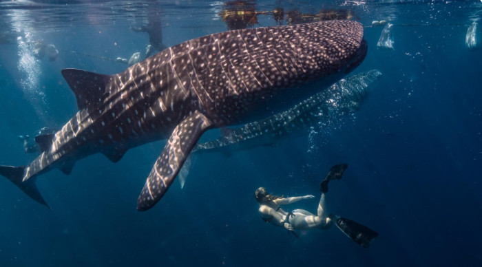 Animal Trivia Questions: Sea Creatures