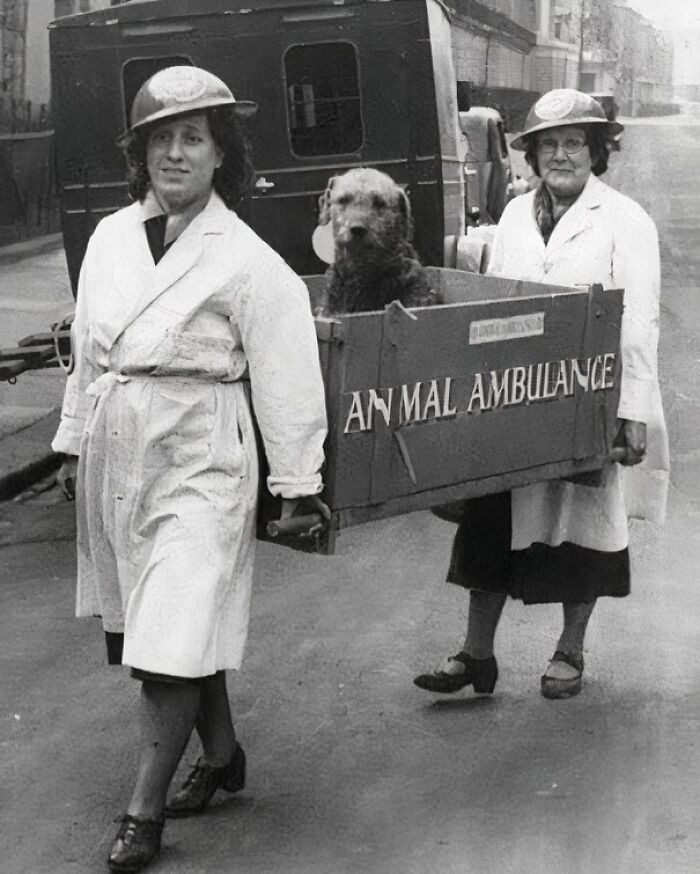 Animal Ambulance in Service During World War II
