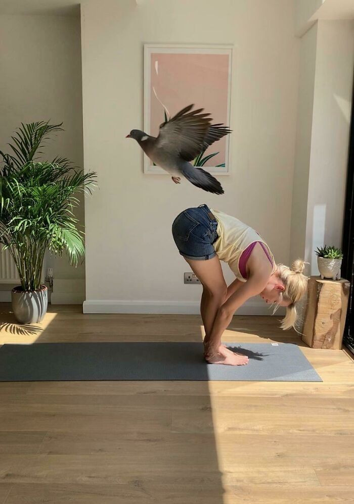 "A Pigeon Flew Into The House As My Sister's Friend Was Doing Yoga"