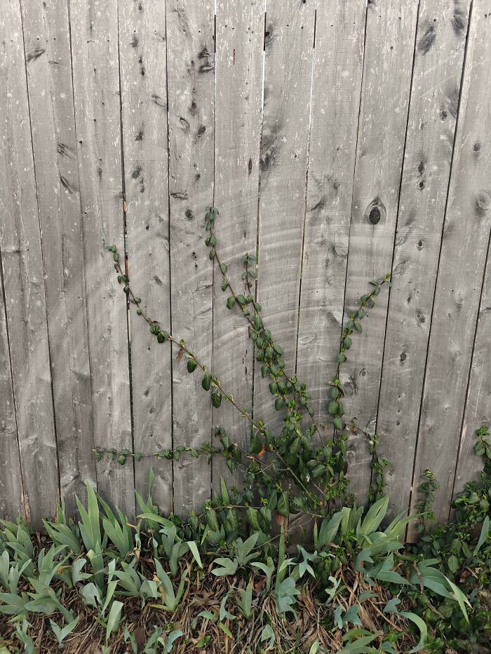 "Fence 'N Tree"