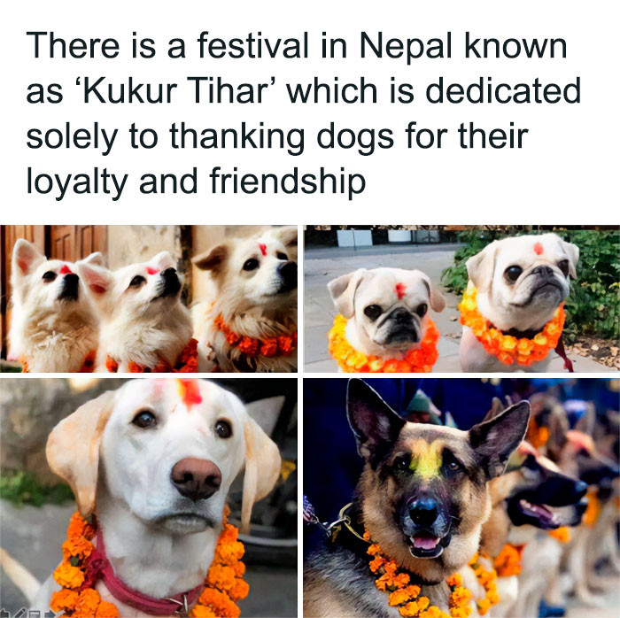 42. Thank you, doggo