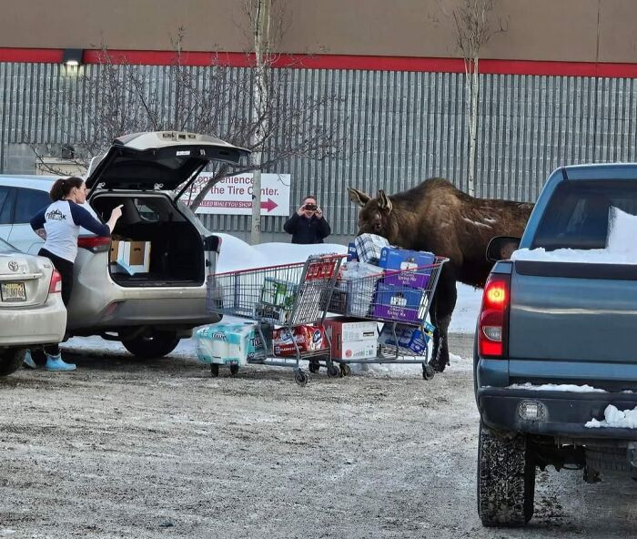 "Only In Alaska You’ll See A Mom Cussing Out A Moose"
