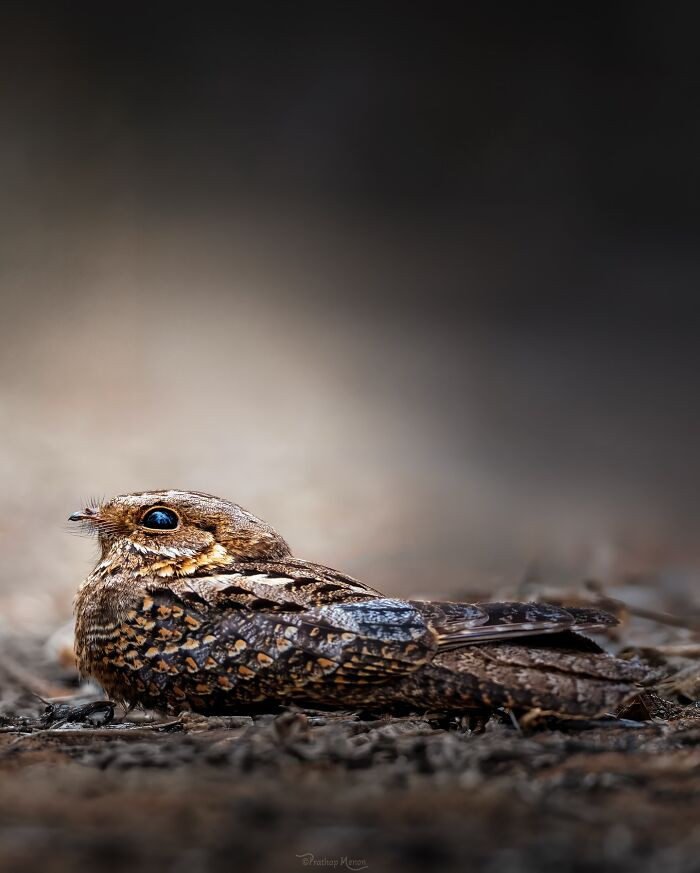 Madagascar Nightjar Resting During The Day