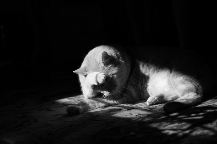 "Sunny Spot" By Antonio Di Gregorio