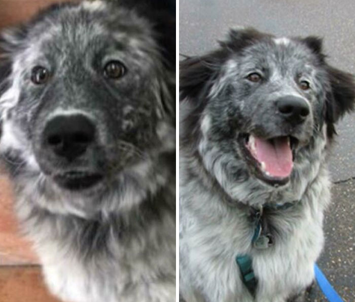 "Before And After Her Adoption. She’s Really Come Out Of Her Shell"