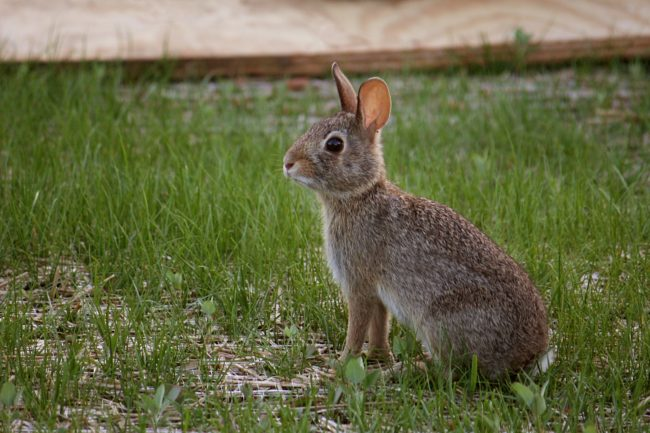 The Brits say the word 