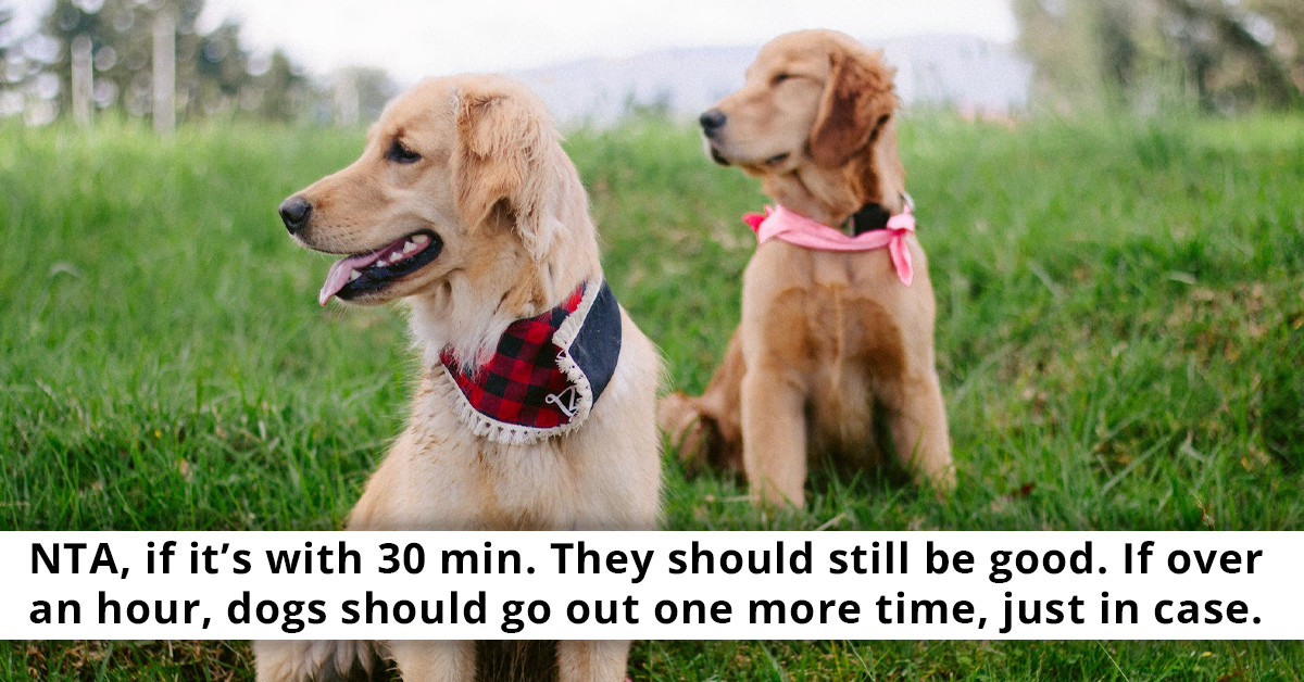 This Reddit User Wants To Know If They Are In The Wrong For Not Taking Out Their Boyfriend's Dog Despite Their Responsibility Differences