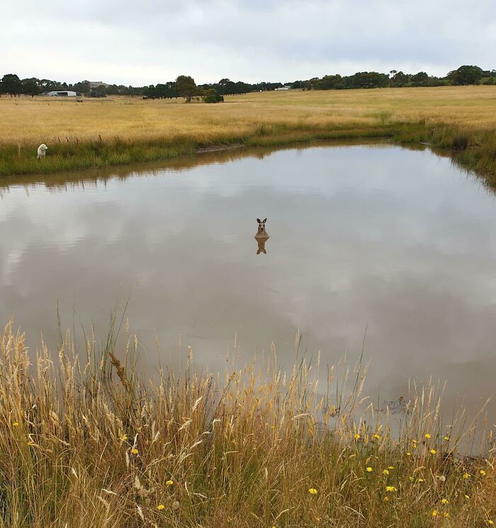 36. When A Kangaroo Feels Threatened, It’ll Submerge Itself Chest Deep In A Body Of Water To Lure In The Threat. Then It Will Ferociously Drown It By Holding Its Head Underwater And Biting It Until They’re No Longer Putting Up A Fight