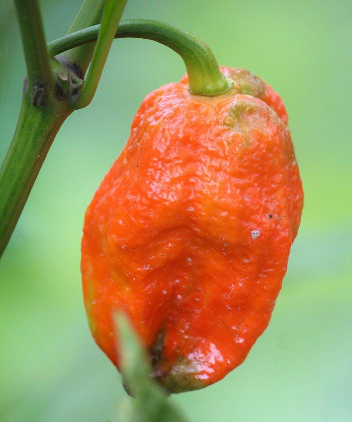 The title of the world’s hottest chili pepper is still debated. The Carolina Reaper has already overtaken the bhut jolokia, also called the “ghost pepper,” and is 401.5 times hotter than store-bought hot sauce.