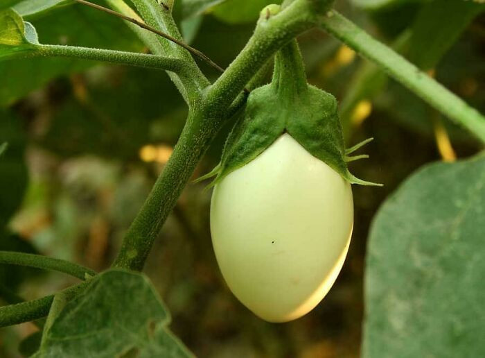 11. Eggplant