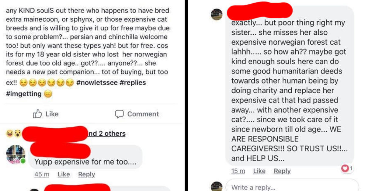Redditors Roast Woman Who Demands Any Breed of Expensive Cats for Free to Prevent Her Sister from Committing Suicide