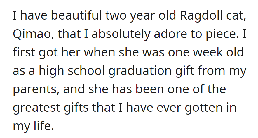 Qimao, a two-year-old Ragdoll cat, is a cherished gift since one week old, bringing immense joy to OP's life.