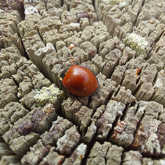 "This Ladybug I Found With No Spots"