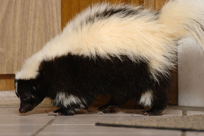 8. Petting a skunk