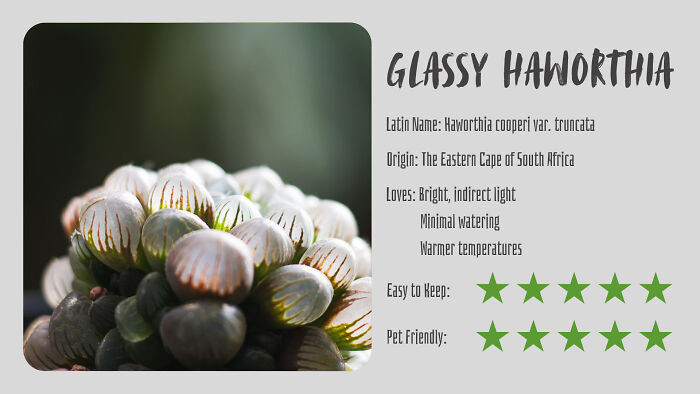 Glassy Haworthia (Haworthia Cooperi Var. Truncata)