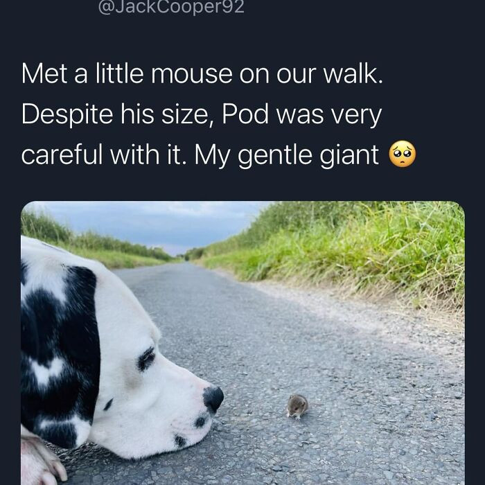 49. Meet my gentle giant