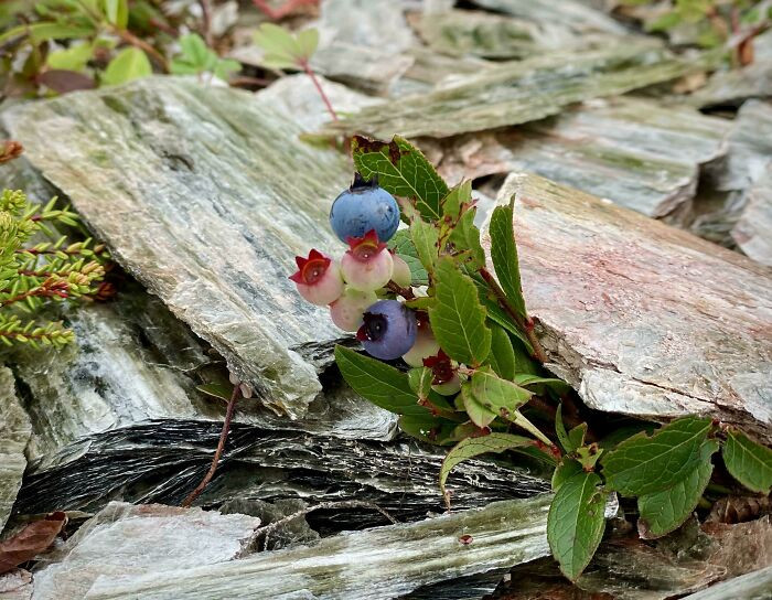 17. Are These Blueberries? Found Near A Mica Deposit In New Brunswick, Canada