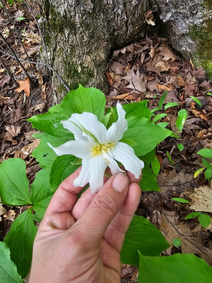 "Trillium!! Never Seen Fasciation In This Plant Before!"