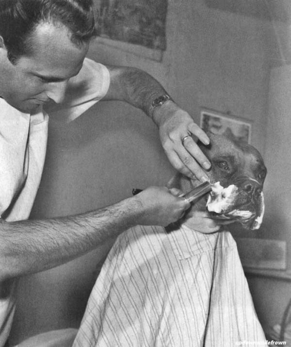 30. Fritz the bulldog, a TV celebrity, is groomed by a barber (1961).