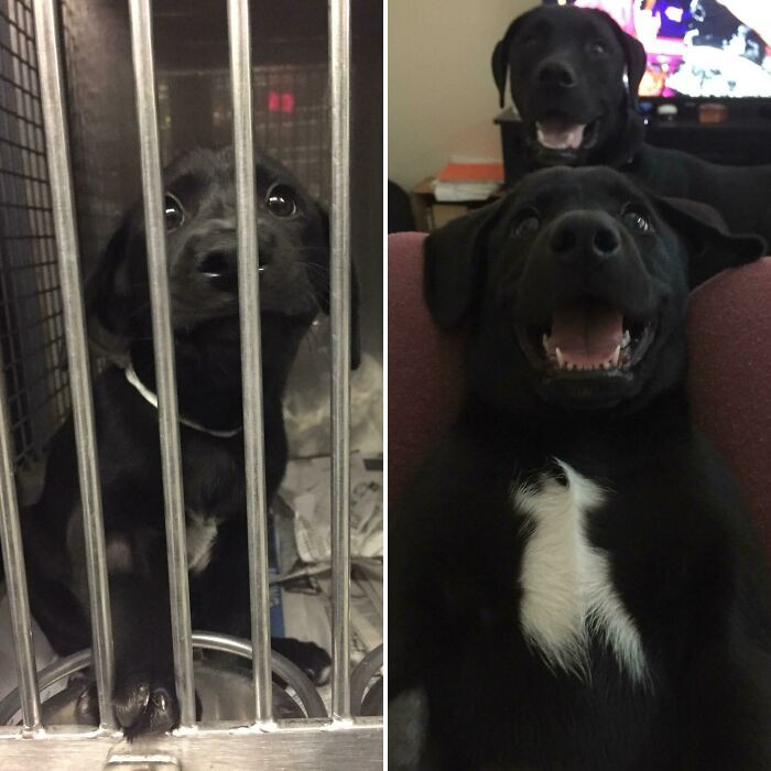 "This Is Edgar Before And After Getting Adopted. (My First Shelter Pup, Steve, Is In The Back There.)"